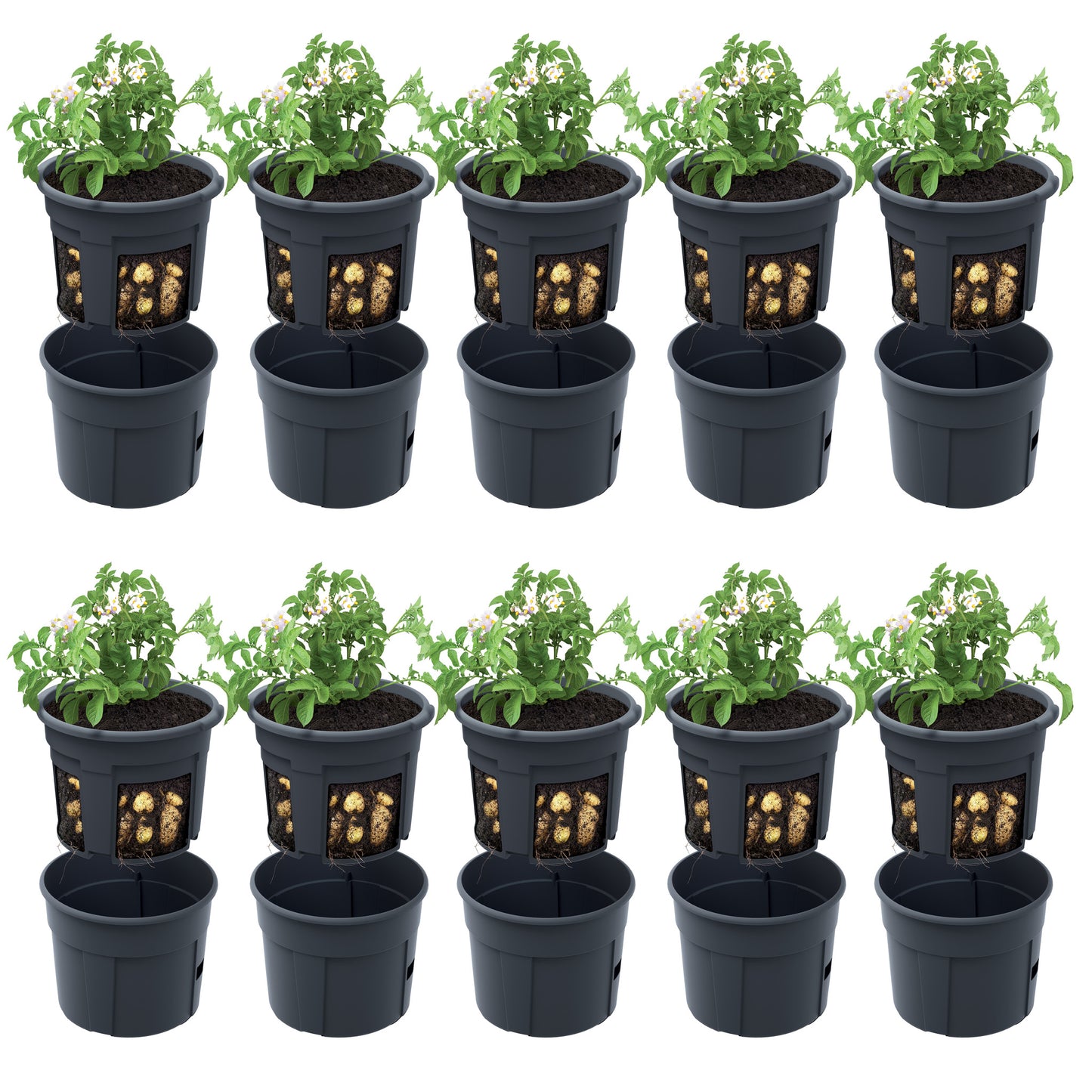 Happy Flower Pflanzkübel für Kartoffeln