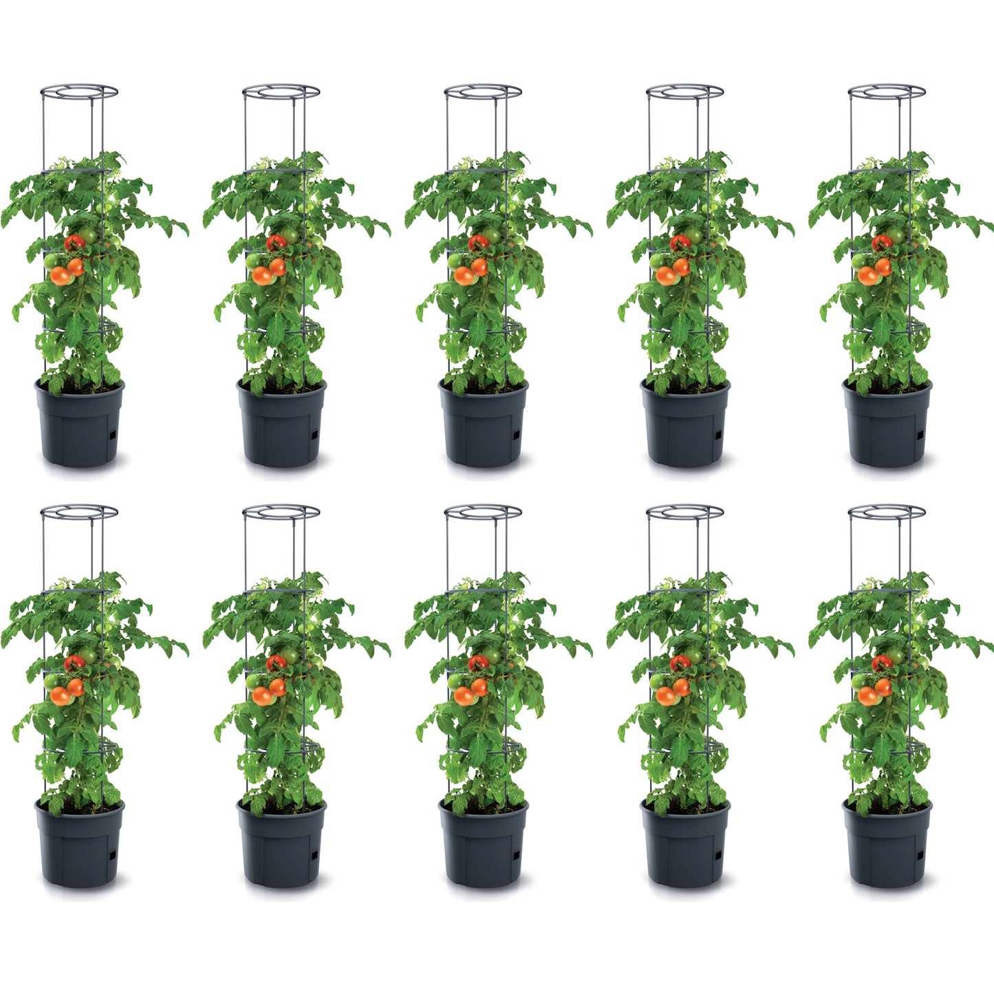 Happy Flower Pflanzkübel für Tomaten