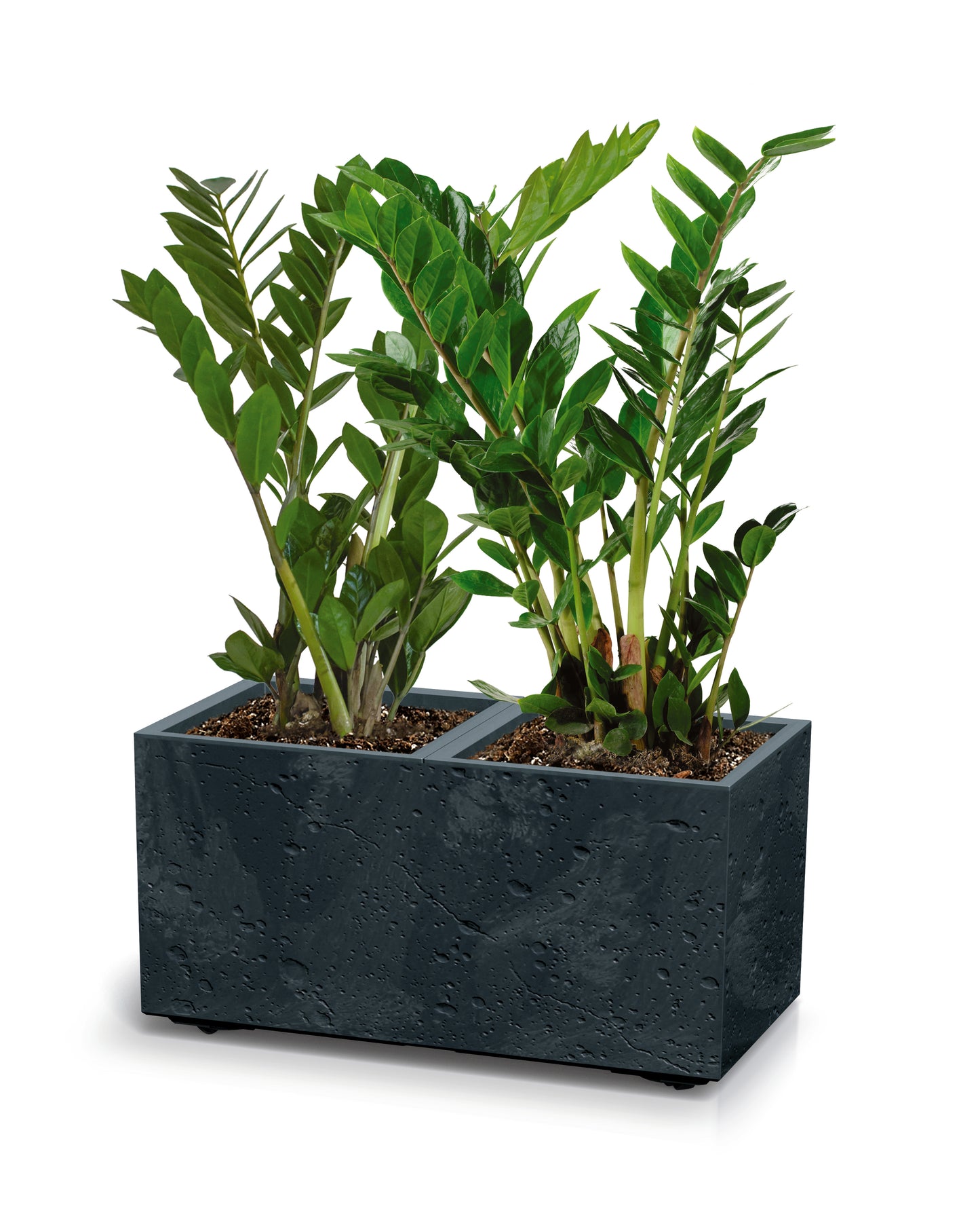 Happy Flower Sierra Case Pflanzkübel – Modularer Sichtschutz in Beton-Optik mit Lenkrollen