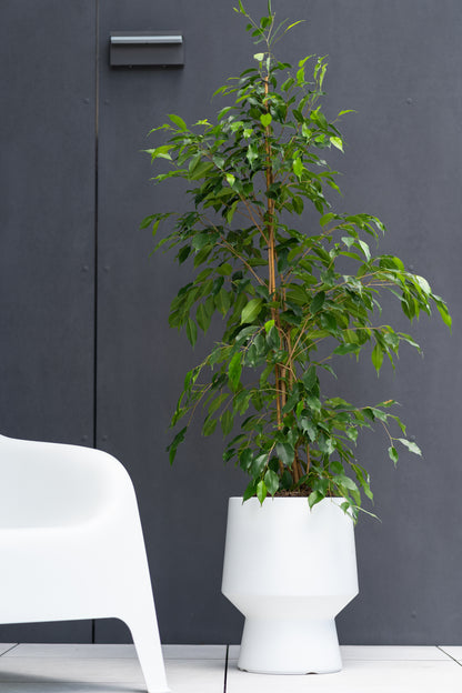 HappyFlower Design-Pflanzkübel – Matte Glatt-Optik inkl. Einsatz – Modern & Frostsicher