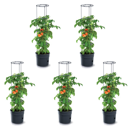 Happy Flower Tomato Grower IPOM Tomatentopf – mit Bewässerungssystem & Rankhilfe, Anthrazit